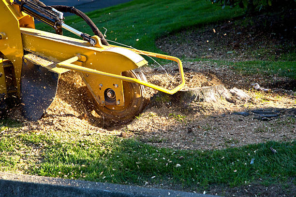 How Our Tree Care Process Works  in  Canutillo, TX